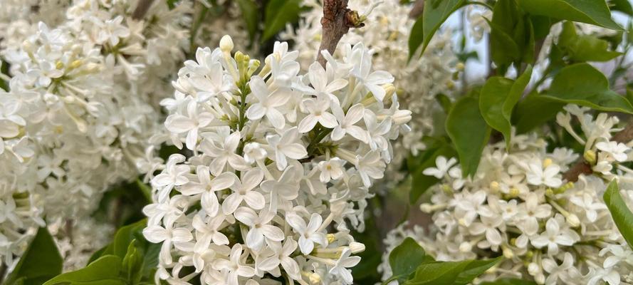 丁香花有哪些特征？它们在园艺中的用途是什么？