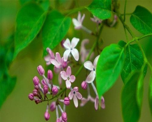 丁香花有哪些特征？它们在园艺中的用途是什么？
