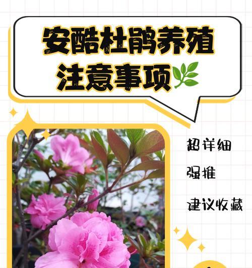 杜鹃花的养殖方法和常见问题？