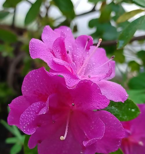 杜鹃花的养殖方法和常见问题？