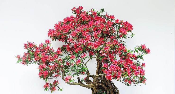 杜鹃花的养殖方法和常见问题？
