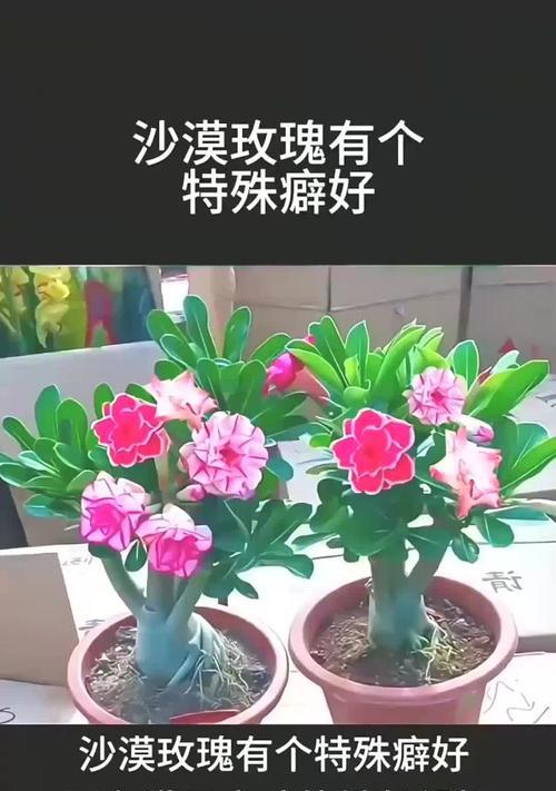 沙漠玫瑰不开花的原因是什么？