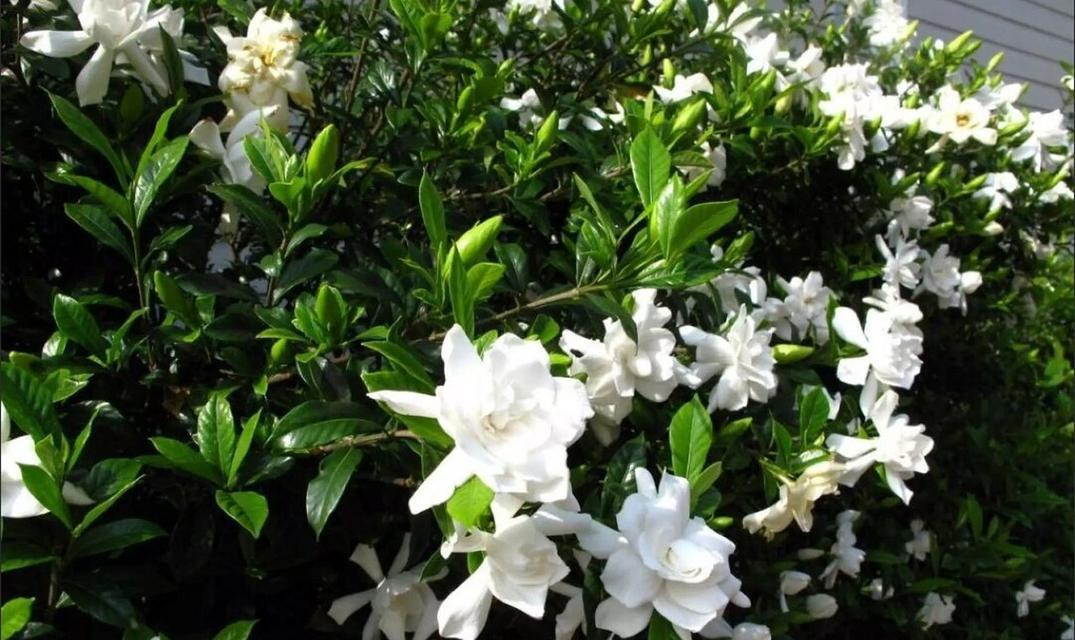 栀子花的养殖好处是什么？养栀子花有哪些益处？