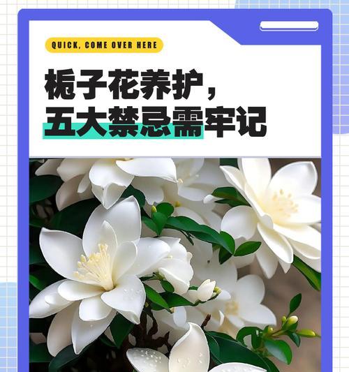 栀子花的养殖好处是什么？养栀子花有哪些益处？