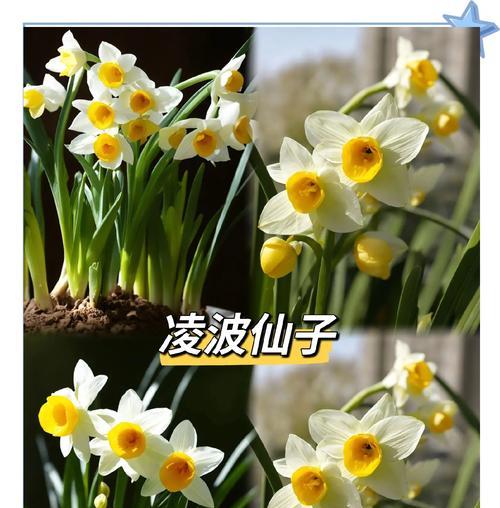 水仙类花卉有哪些种类？它们的养殖方法是什么？