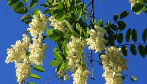 槐花的开花时间是什么时候？如何促进槐花更好地开花？