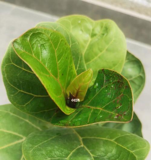植物叶子出现锈斑的原因是什么？如何预防和处理锈斑问题？