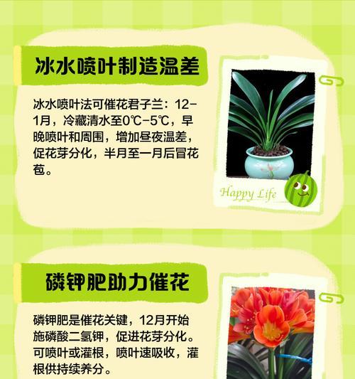 家庭中君子兰的正确养护方法是什么？