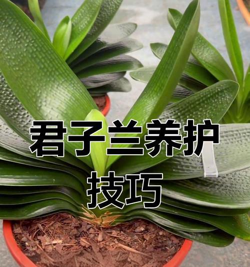 家庭中君子兰的正确养护方法是什么？