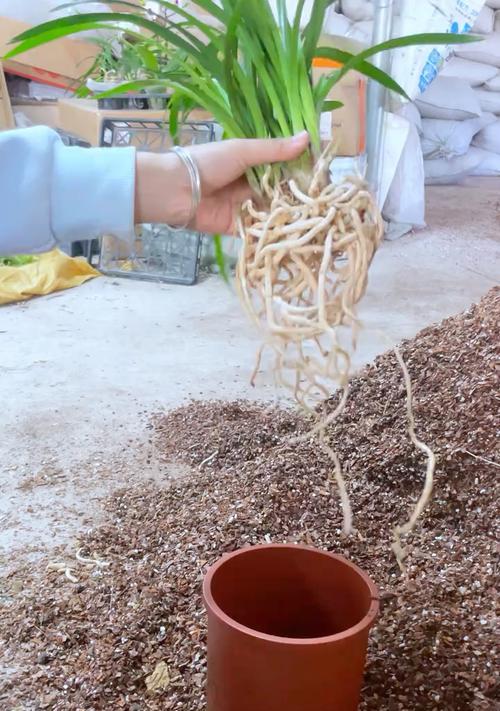 兰花专用松树皮怎么使用？有哪些注意事项？