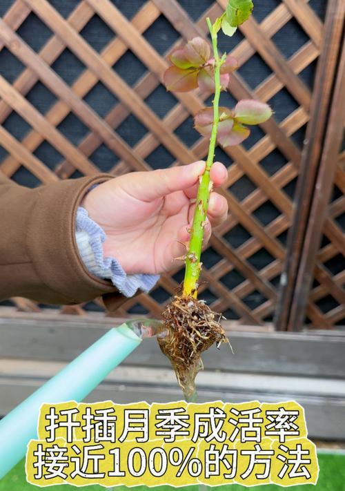 月季花枝干枯的原因及解决办法？