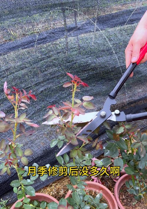 月季花枝干枯的原因及解决办法？