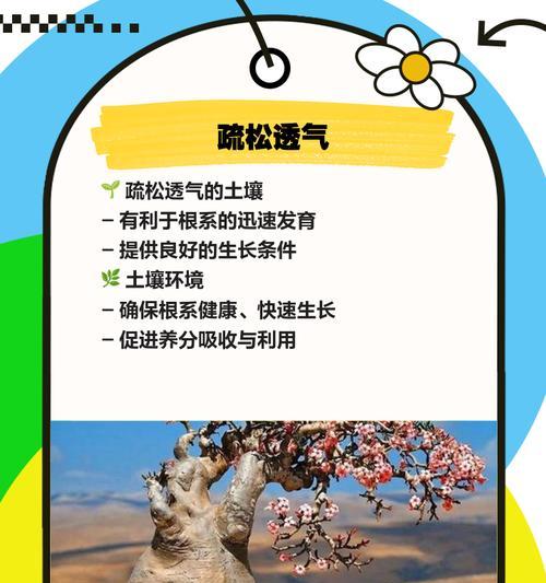 沙漠玫瑰栽培需要什么土壤？如何正确选择？