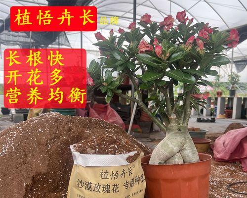沙漠玫瑰栽培需要什么土壤？如何正确选择？
