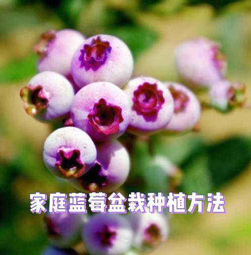 蓝莓的种植和养护技巧有哪些？如何提高蓝莓的产量？