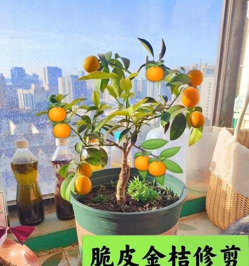 西府海棠修剪的最佳时机是什么时候？修剪后如何促进新枝生长？