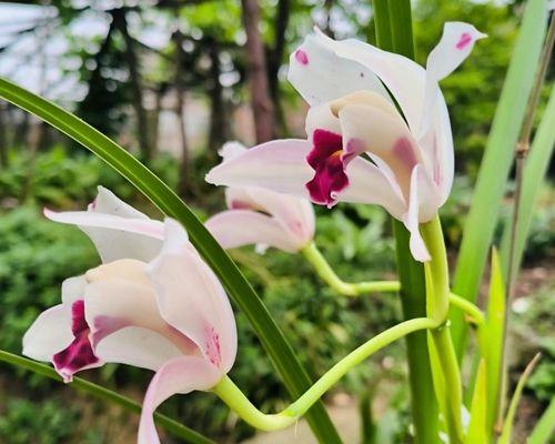 虎头兰的开花时间是什么时候？如何促进开花？