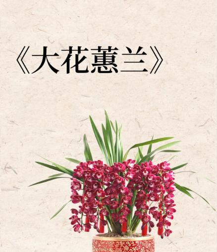 虎头兰的开花时间是什么时候？如何促进开花？