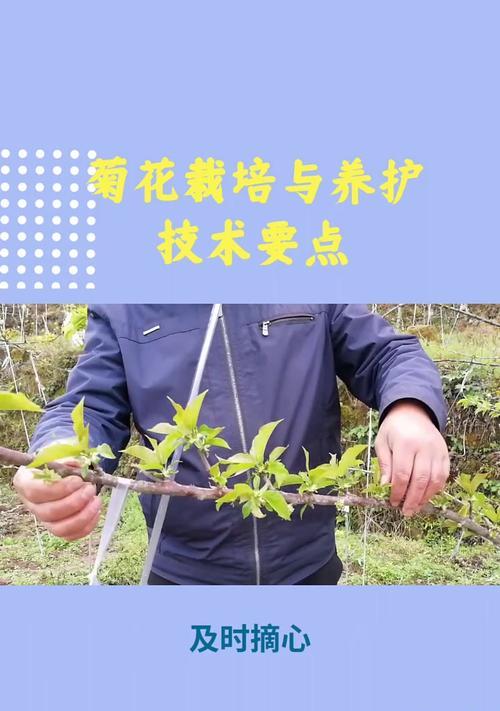 菊花的栽培要点是什么？如何使其开得更艳丽？