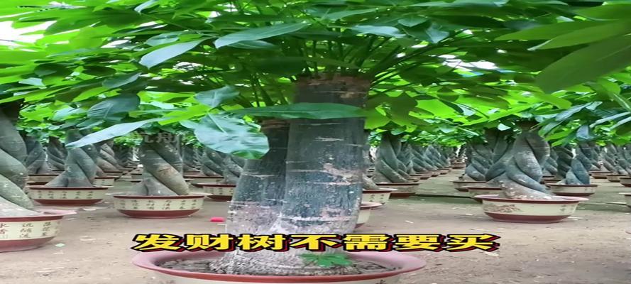 发财树插扦的正确方法是什么？如何提高成活率？