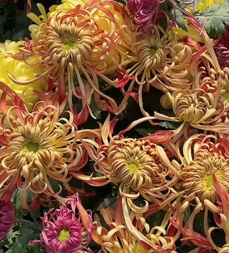菊花生长的最佳环境条件是什么？