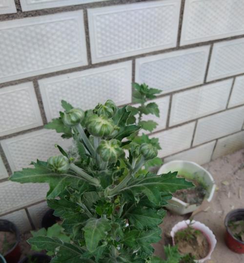菊花生长的最佳环境条件是什么？