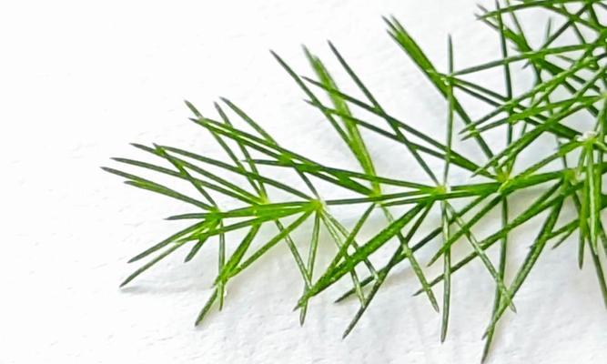 文竹叶子发黄是什么原因？如何处理文竹叶子发黄的问题？