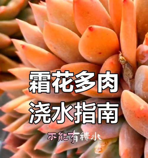 多肉白牡丹的养护要点是什么？如何保持其健康生长？