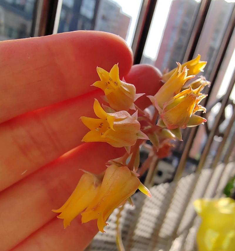 多肉花月夜的养护技巧有哪些？
