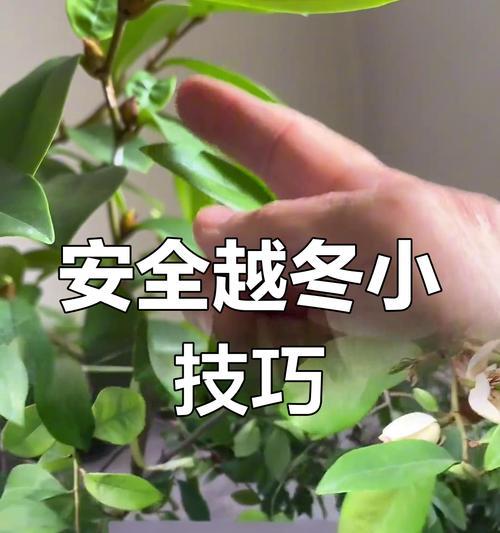 夜来香冬季如何养护？过冬需要注意什么？