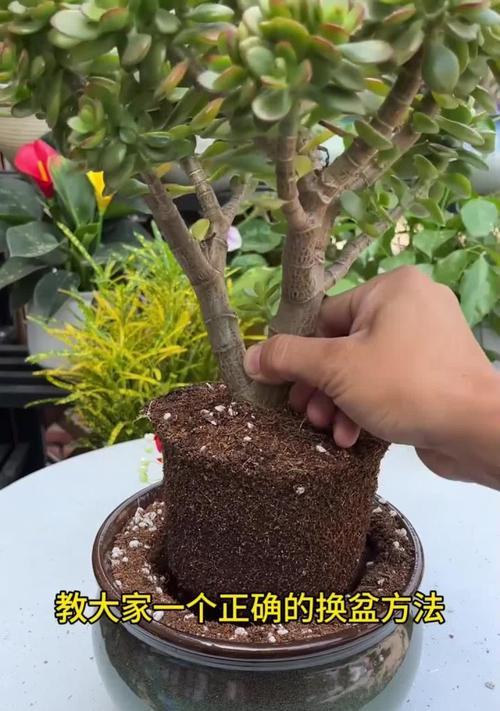 仙人掌换盆的最佳时机是什么时候？换盆后如何护理？