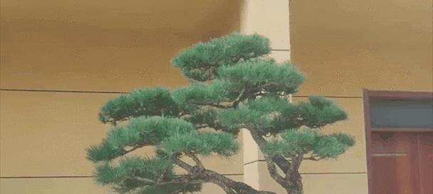 哪些树种适合制作盆景？盆景树种选择的标准是什么？