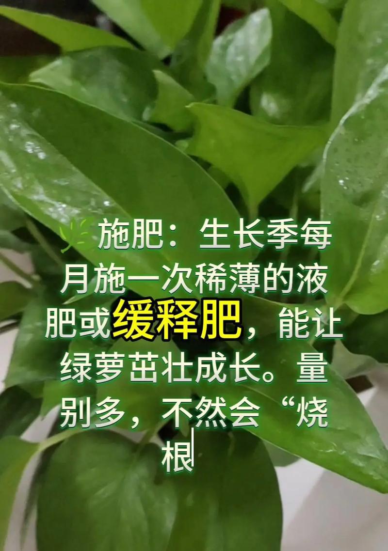 绿箩修剪的正确方法是什么？怎样修剪才能促进其生长？