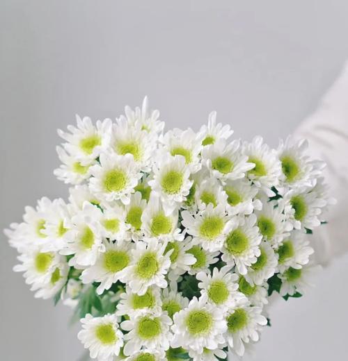 小雏菊的花期持续时间有多长？