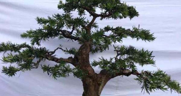 罗汉松什么品种最好？选择罗汉松品种的考虑因素有哪些？