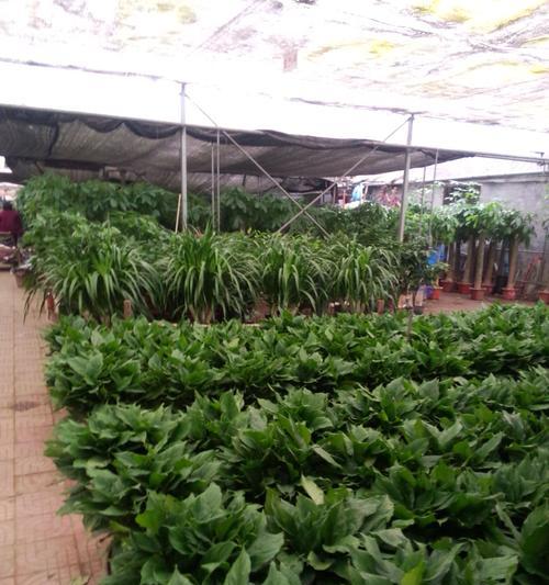 上海花木绿植养护租摆服务如何？上海花木绿植养护租摆的常见问题是什么？