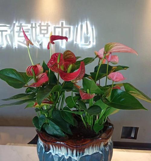 上海花木绿植养护租摆服务如何？上海花木绿植养护租摆的常见问题是什么？