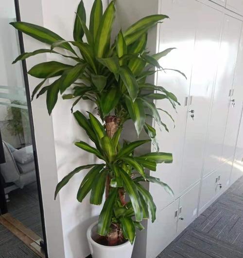 上海花木绿植养护租摆服务如何？上海花木绿植养护租摆的常见问题是什么？