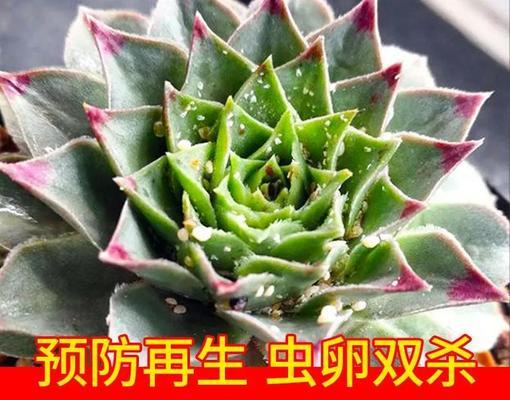 新栽多肉植物需要注意什么？如何处理才能促进生长？