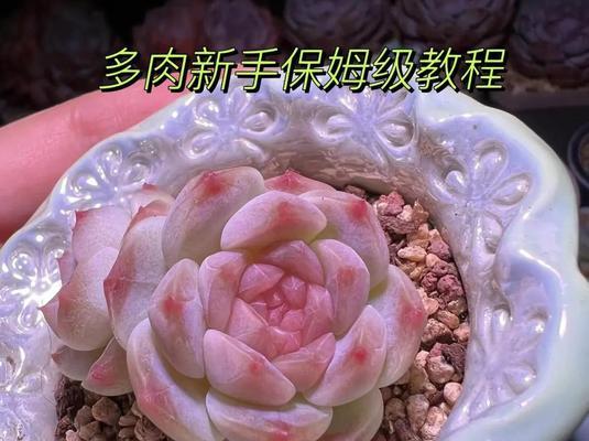新栽多肉植物需要注意什么？如何处理才能促进生长？