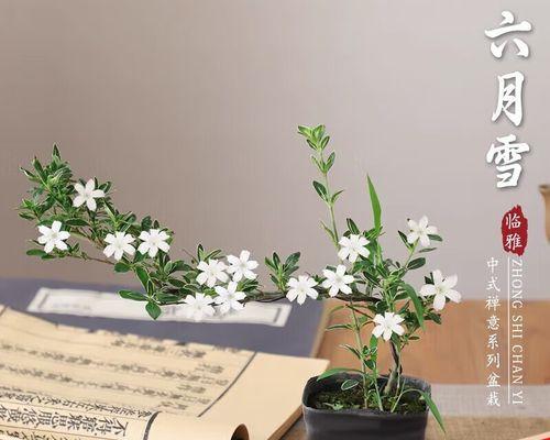 六月雪适合哪种土壤？如何进行土壤更换？