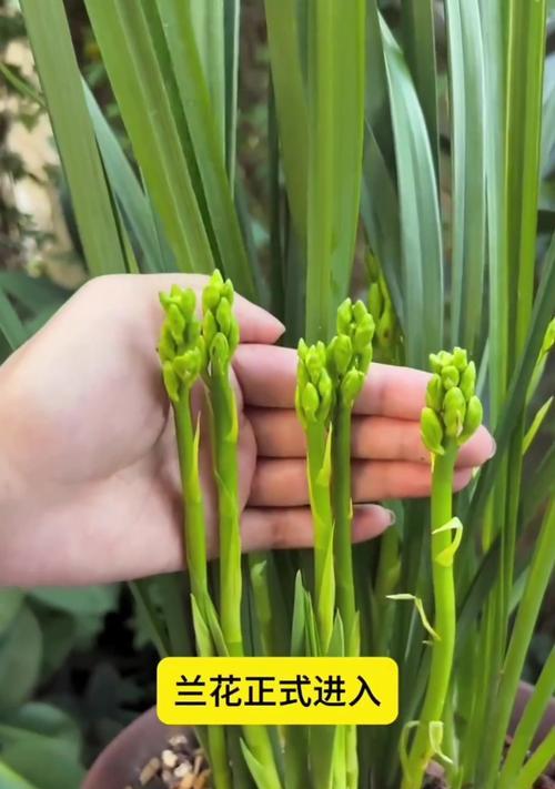 大叶兰花的养护方法有哪些？怎样才能开花？