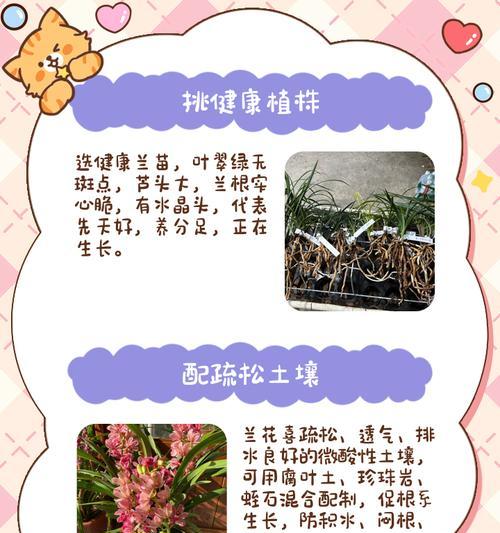 大叶兰花的养护方法有哪些？怎样才能开花？