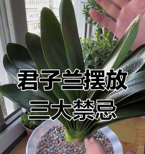 君子兰冬季管理要点是什么？如何安全过冬？