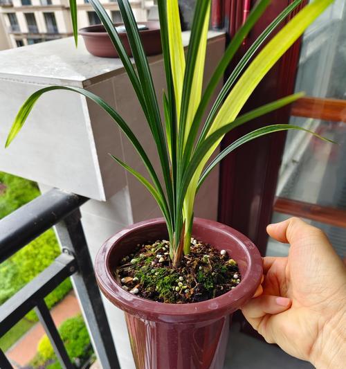 毛草状的兰花是什么品种？如何区分和养护？