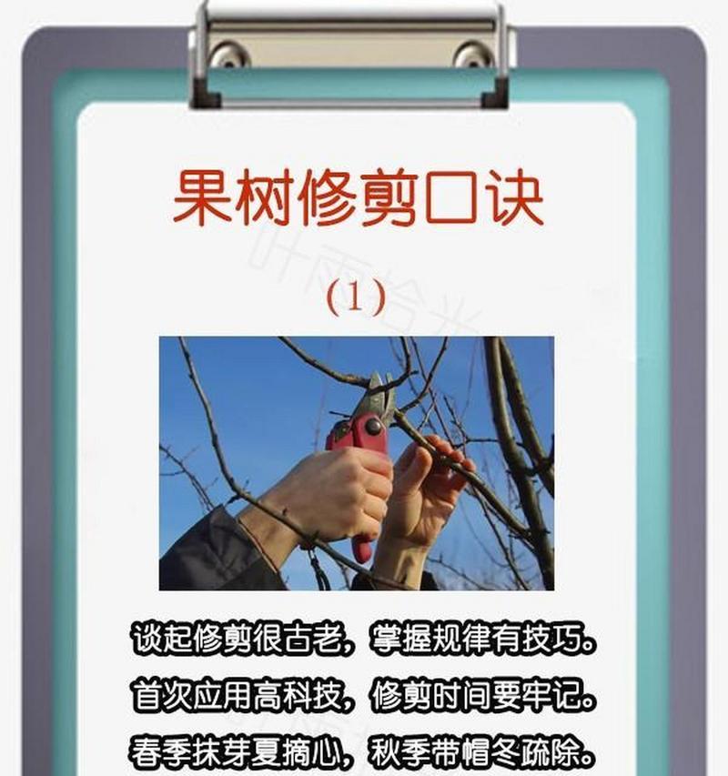 玫瑰枝条修剪的正确步骤是什么？