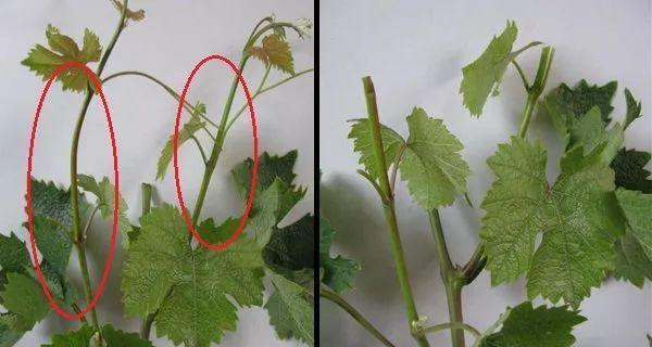 盆栽葡萄修剪枝条的最佳时机是什么时候？如何修剪？