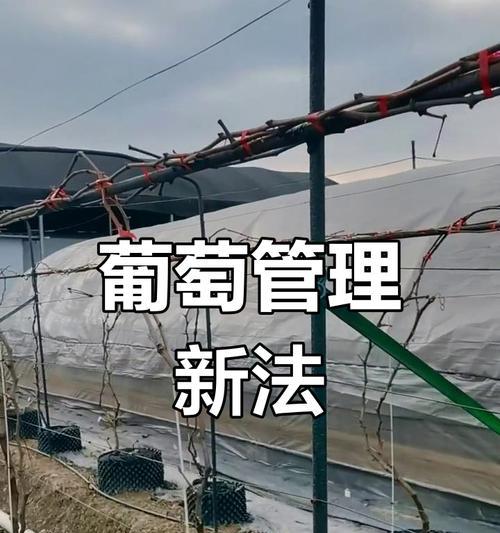 盆栽葡萄修剪枝条的最佳时机是什么时候？如何修剪？