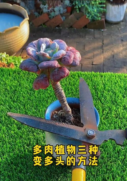 多肉侧芽分株方法是什么？如何正确分株多肉侧芽？