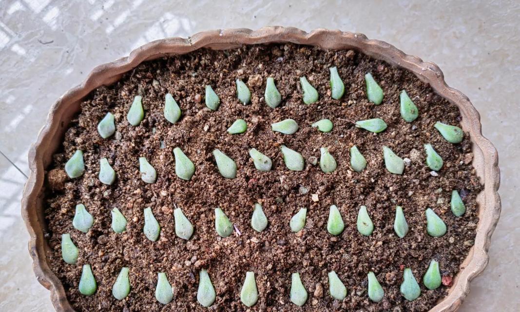 多肉侧芽分株方法是什么？如何正确分株多肉侧芽？